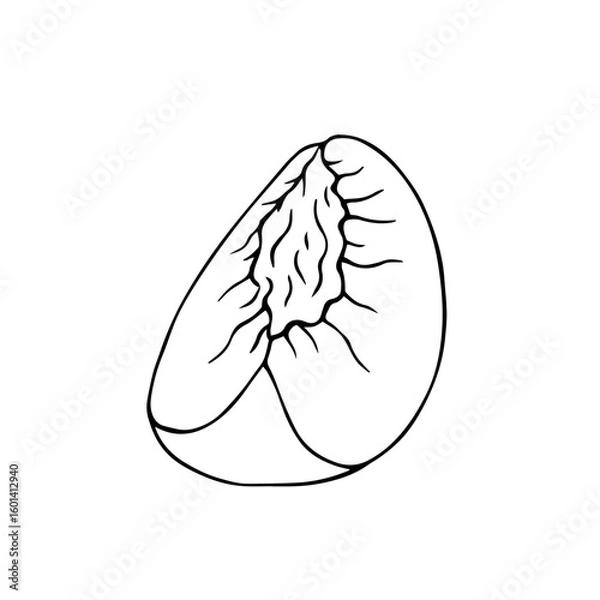 Fototapeta Line sketch of summer fruit peach. Vector graphics.