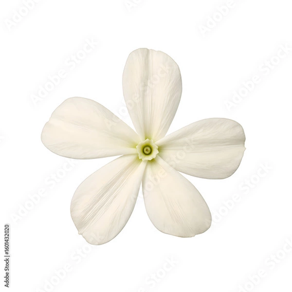 Fototapeta Close up of a delicate white jasmine flower with small fragrant petals Perfect for beauty nature or wellness concepts