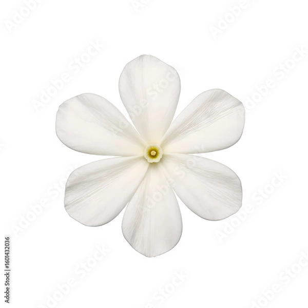 Fototapeta Close up of a delicate white jasmine flower with small fragrant petals Perfect for beauty nature or wellness concepts