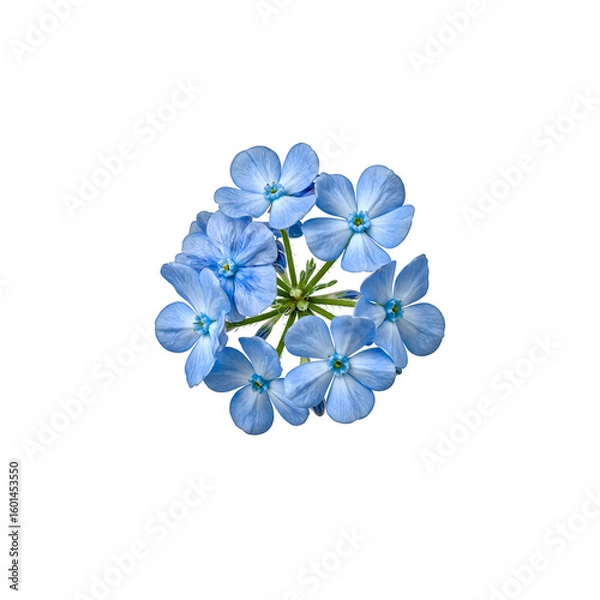 Fototapeta Vibrant cluster of light blue forget me not flowers small and delicate isolated on a clean white background