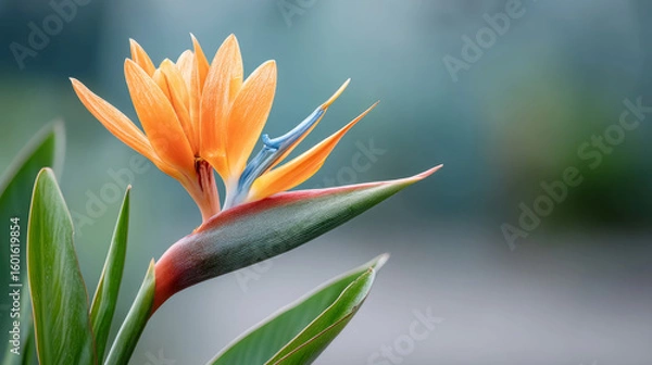 Fototapeta Close-up of exotic bird of paradise bloom in natural setting
