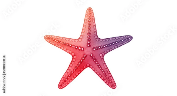 Fototapeta A single starfish with a gradient of red to purple on a black background is centered here