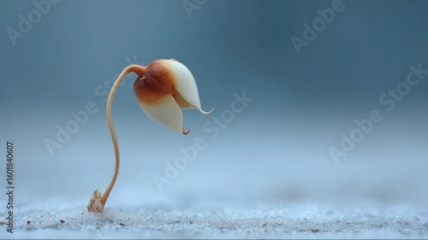 Fototapeta Delicate sprout in muted tones