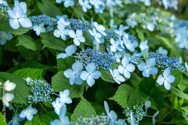 Obraz forget me not flowers