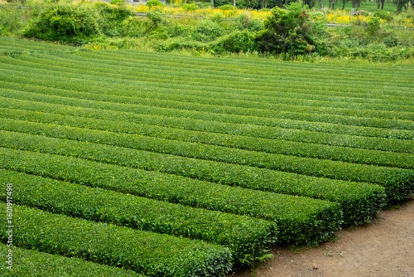Obraz Fields in a tea farm