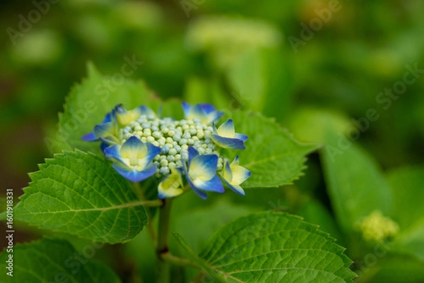 Obraz blue and green leaf