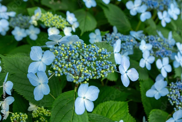 Obraz forget me not flowers