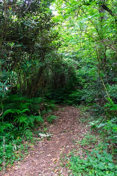 Obraz path in the forest