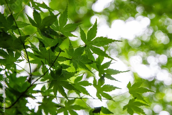 Obraz green leaves background