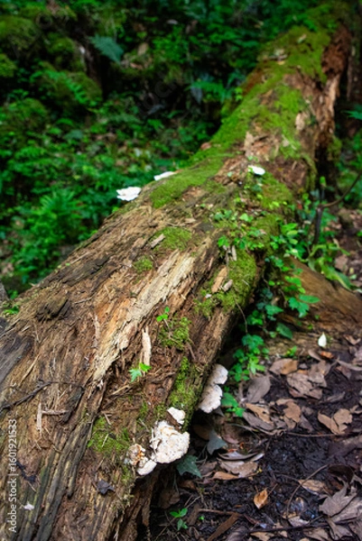 Obraz moss on a tree