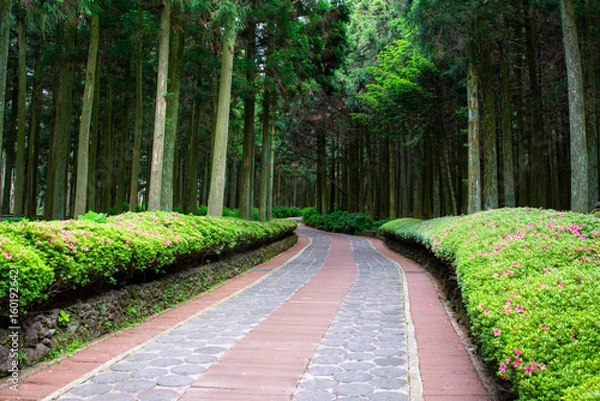 Obraz path in the park