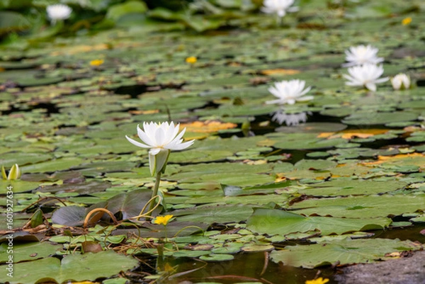 Obraz white water lilies