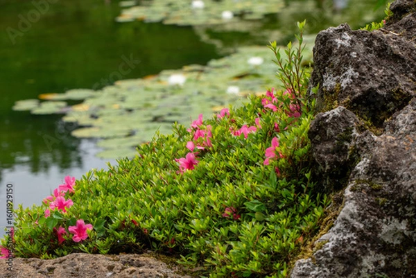 Obraz flowers on the rocks