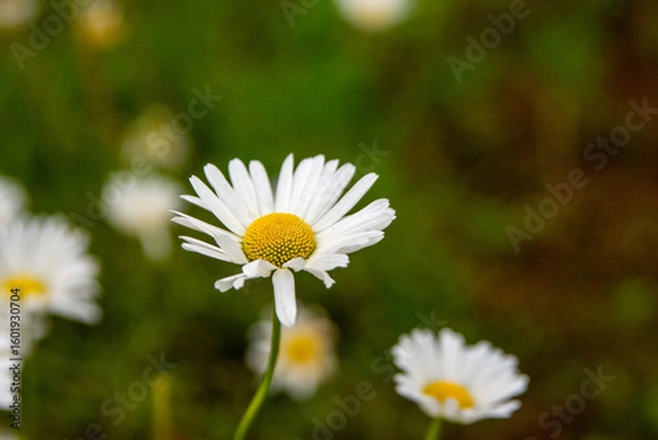 Obraz daisies in a field