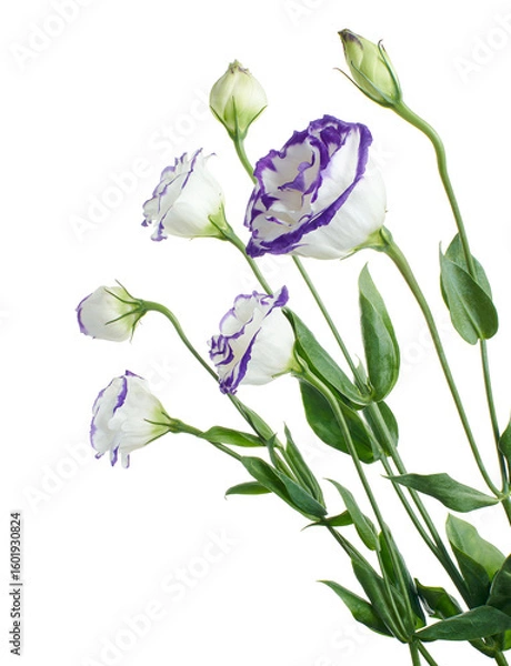 Fototapeta Texas bluebell flowers, Prairie Gentian flowers, White blooms and purple edges, isolated on white background, with clipping path  