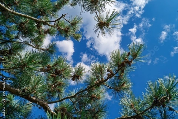Obraz Pine boughs under the summer sky