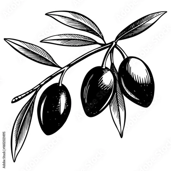 Obraz olive branch vector illustration