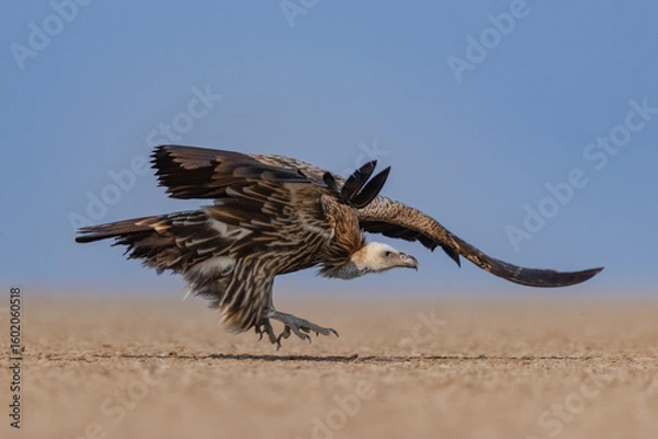 Obraz Himalayan Griffon 