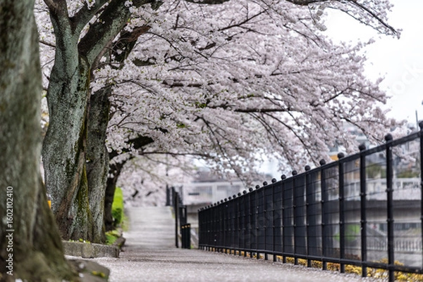 Obraz 満開の桜の木の下の川沿いの遊歩道