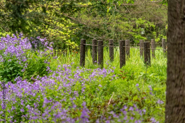 Obraz 柵の向こう側に群生する野生の紫の小さな花