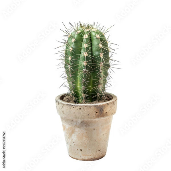 Fototapeta Small, spiky cactus in a textured pot