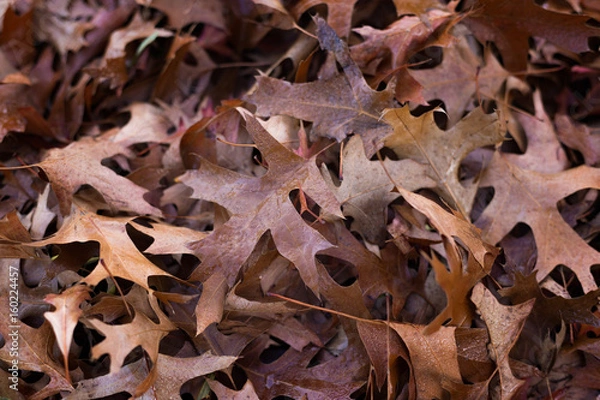 Obraz Brown fall leaves