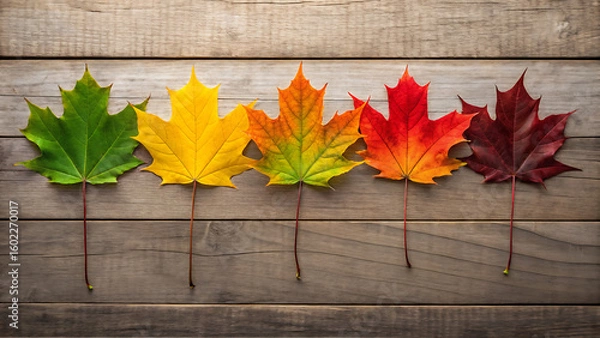 Fototapeta Autumn maple leaves color gradient on wood background