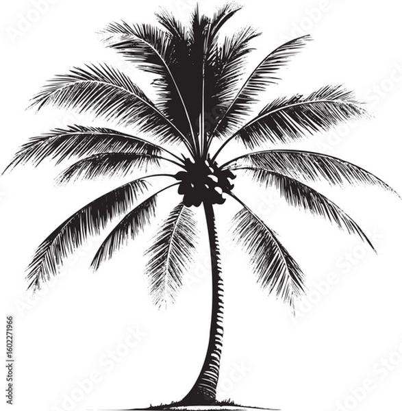 Fototapeta Black palm tree with coconuts black and white tropical