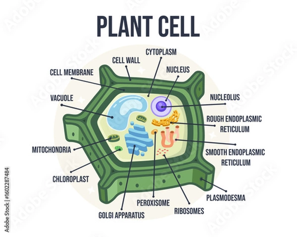 Fototapeta Labeled Flat Vector Illustration of Plant Cell Structure – Educational Biology Diagram for Learning Resources, School Posters, Classroom Infographics, Botanical Science Visuals, and E-Learning Content