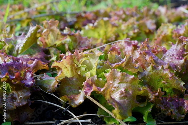 Fototapeta 畑のサニーレタスが育つ