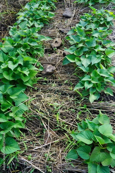 Fototapeta 若いサツマイモ畑（サツマイモの種類は紅はるか）