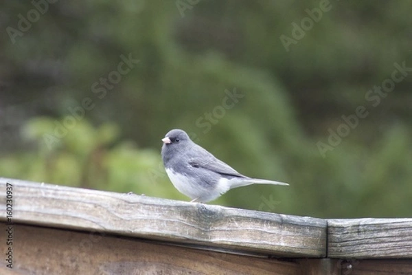 Fototapeta Junco