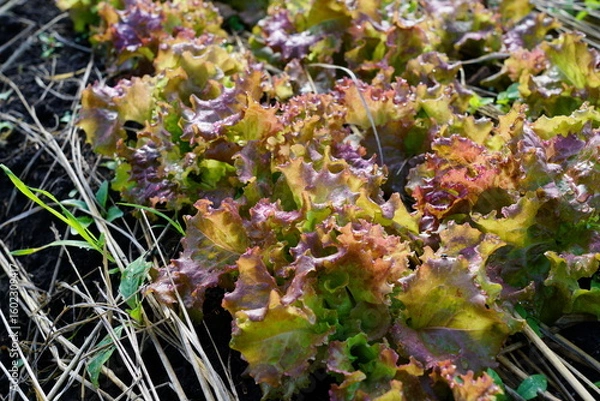 Fototapeta 畑のサニーレタスが育つ