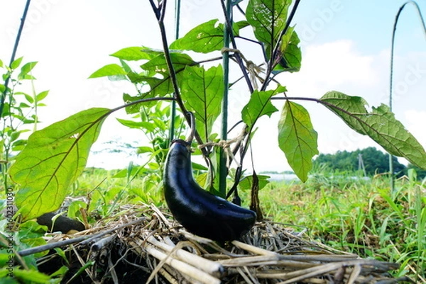 Obraz 畑のナスが実った