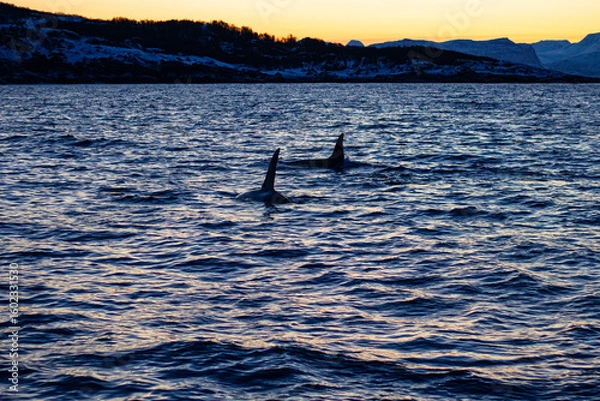 Fototapeta Killer whales orcgas swim in the icy waters of the Norwegian Sea near the city of Tromso in search of herring for food.