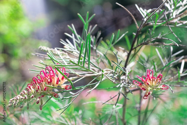 Obraz Grevillea Flower (Spirit Of Anzac) with long curved bright red stamens emerging from white and green buds and calyces that contrast nicely against the foliage.