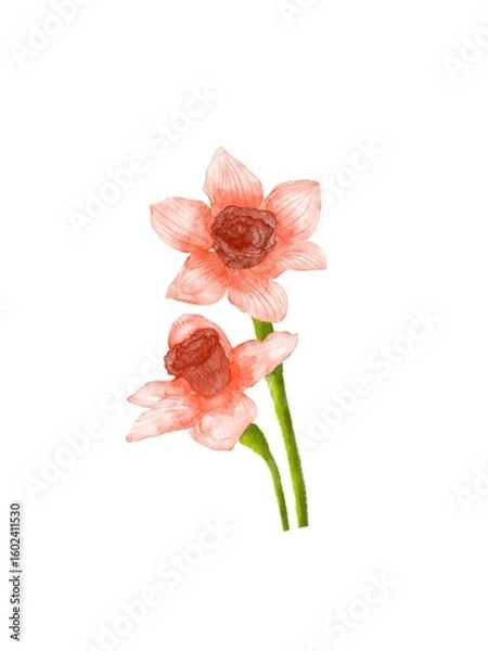 Obraz Flowers solated on white background
