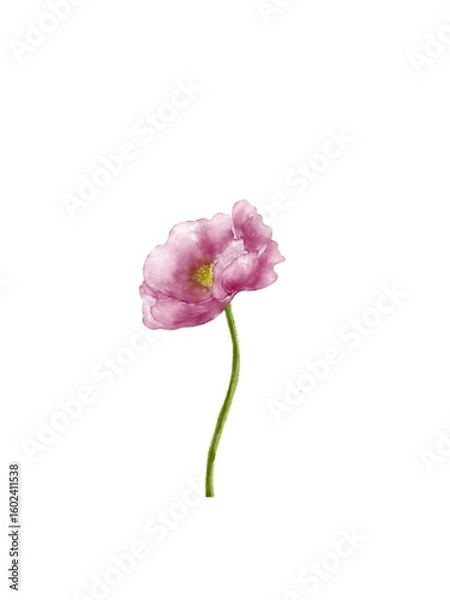 Obraz pink carnation isolated on white