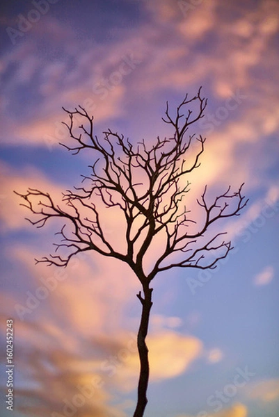 Obraz Landscape Tree Silhouette