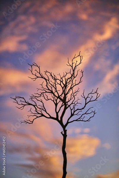 Obraz Landscape Tree Silhouette