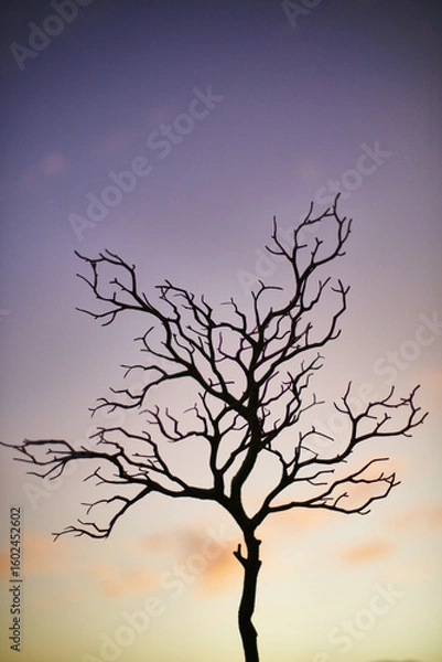 Obraz Landscape Tree Silhouette