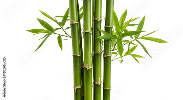 Fototapeta Green Bamboo Plant Natural Fresh Stalks and Leaves Nature Growth
