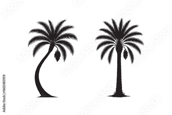 Obraz Dates tree silhouette with white background