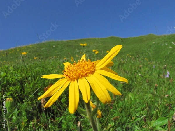 Fototapeta Heilpflanze