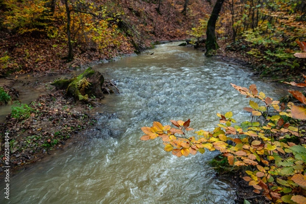 Fototapeta Nice autumn view of litte river in forest on Zakarpattya, Ukraine