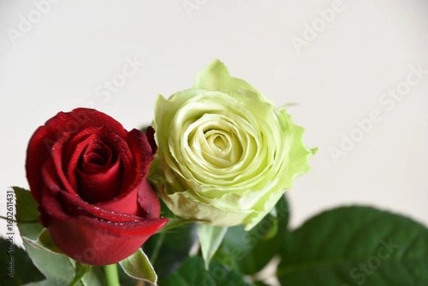 Fototapeta 赤と緑のばら