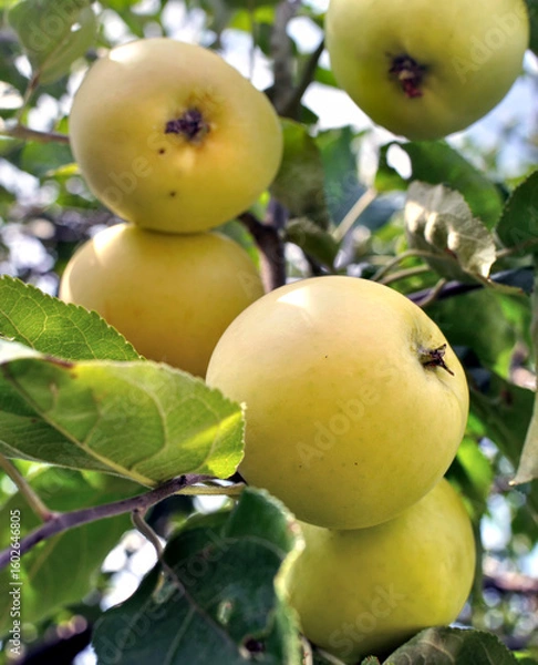 Fototapeta closeup of growing and ripening organic green apples on a tree  branches