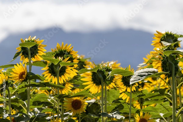 Obraz 夏の山に咲く向日葵