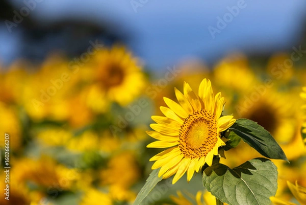 Obraz 青空に向かって咲くひまわり