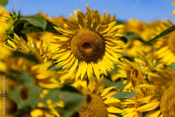 Obraz 青空に映えるひまわり